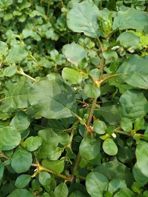 Punarnava Plant Punarnava Plant, Ayurvedic Medicinal Herb, Greenwise Thazhuthama Punarnava Plant (Boerhaavia diffusa), Medicinal Plants For Home Garden, Blood Purifying Ayurvedic Plant, Live Plants